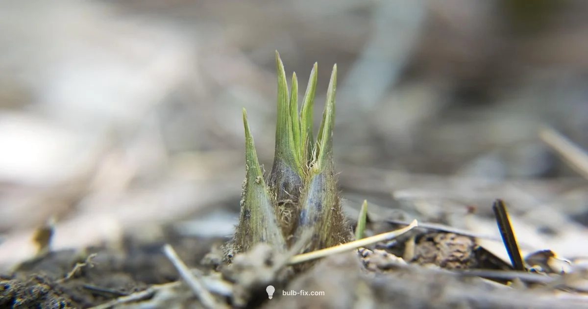 Plant Bulb Basics Plant Bulb Basics - Bulb Fix