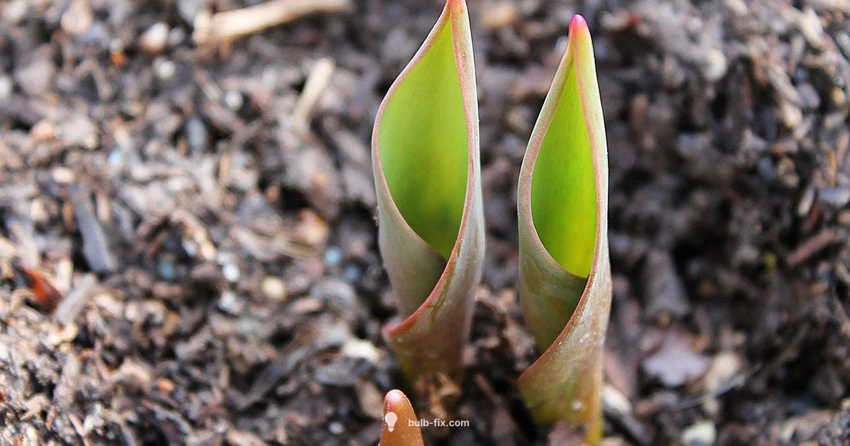 Bulb Care Quick Tips - Bulb Fix