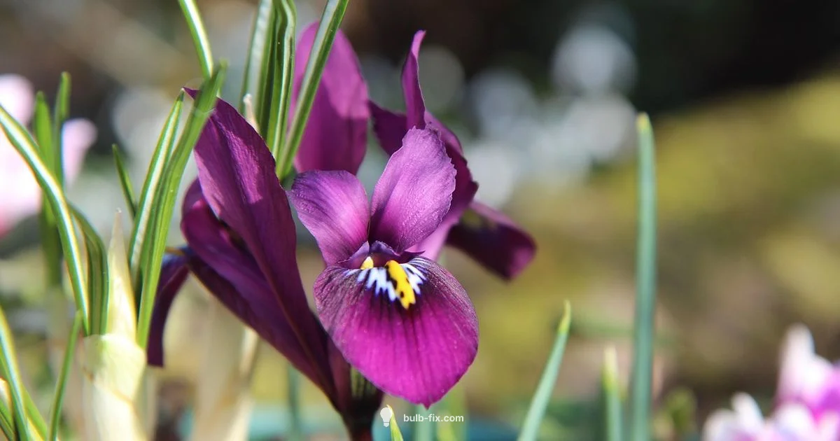 Pot Bulbs After Flowering Pot Bulbs After Flowering - Bulb Fix