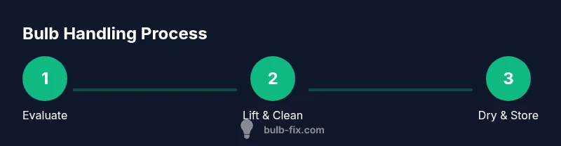 Process infographic showing how to handle bulbs after flowering