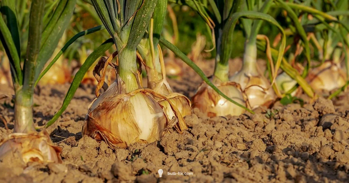 Onion Bulb Anatomy - Bulb Fix