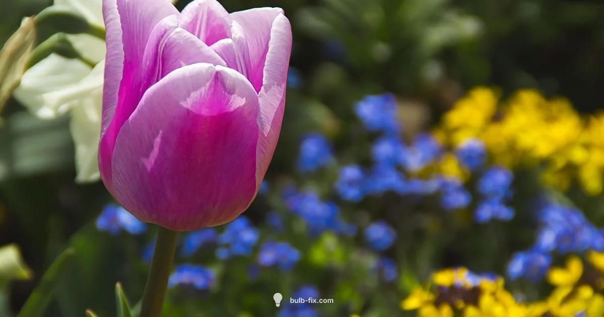 Spring Tulips - Bulb Fix