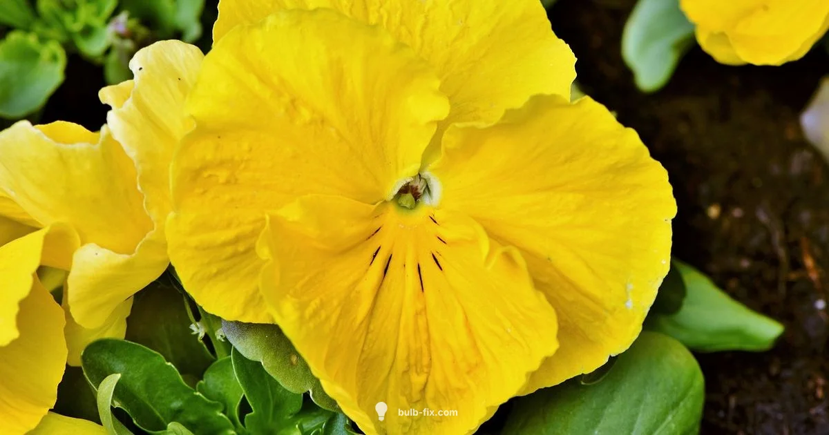 Spring Bulbs - Bulb Fix