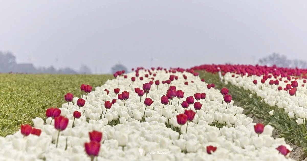 Local Tulip Bulbs - Bulb Fix