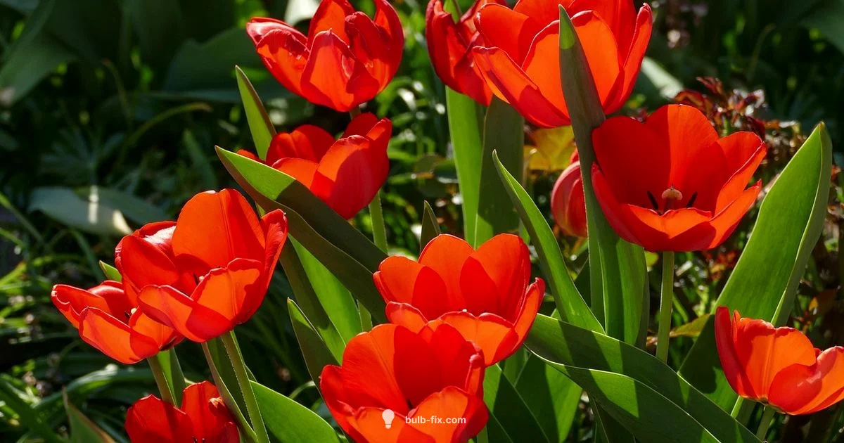 Bulbs in Bloom - Bulb Fix