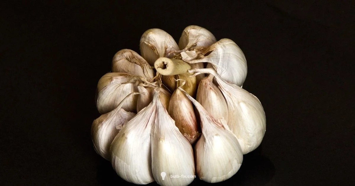 100W Bulb Guide 100W Bulb Guide - Bulb Fix