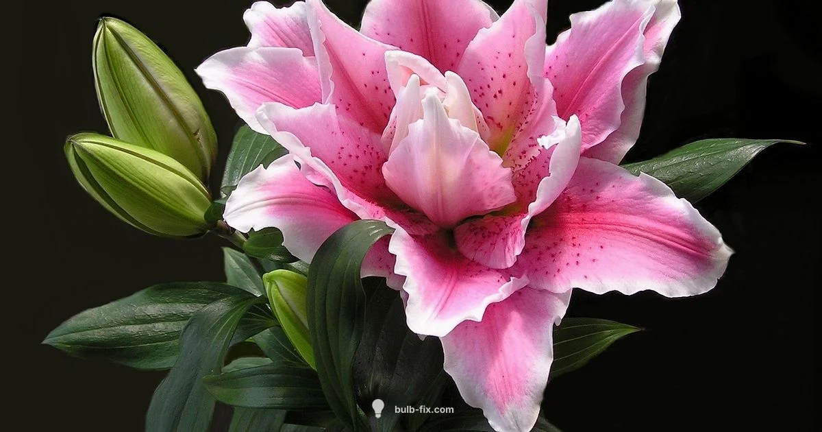 Lily Bulb Savings - Bulb Fix