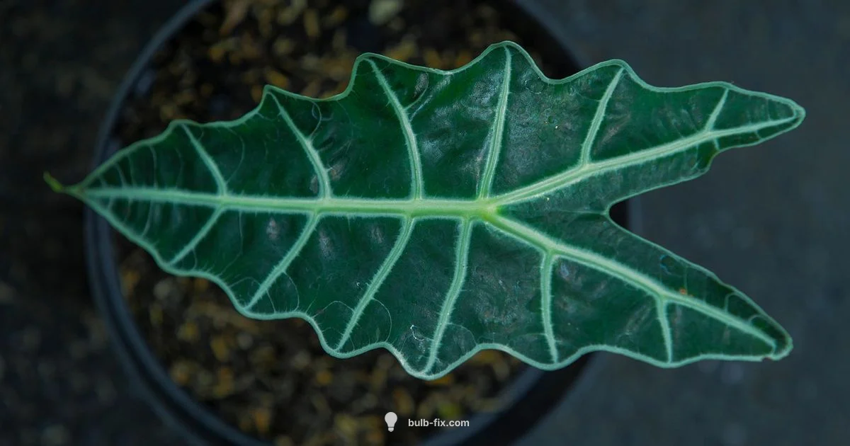 Alocasia Bulb Guide - Bulb Fix