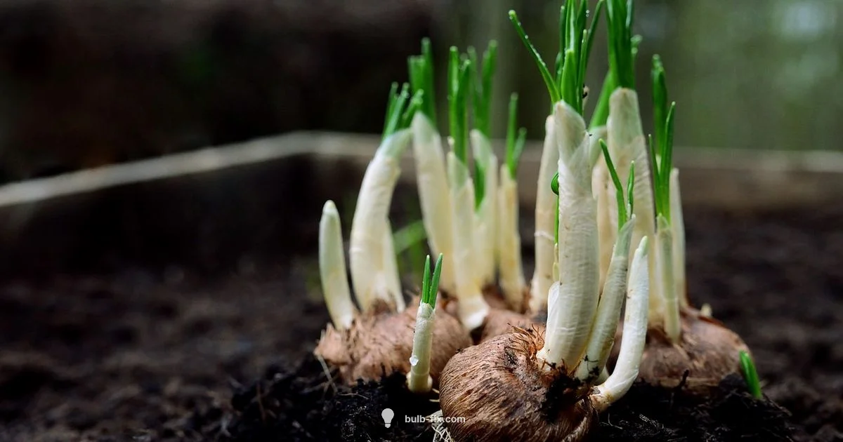 Plant Bulbs - Bulb Fix