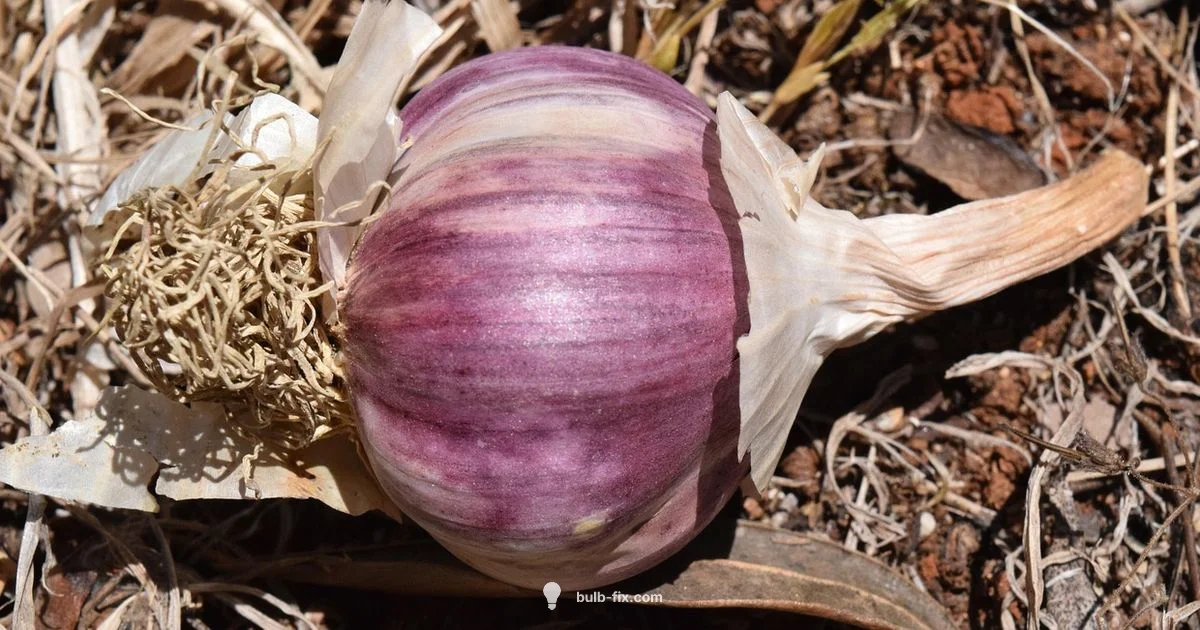 Garlic Bulb Guide - Bulb Fix