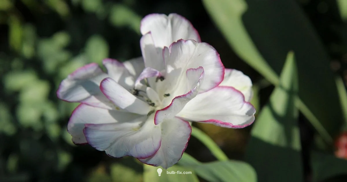 Save Tulip Bulbs - Bulb Fix