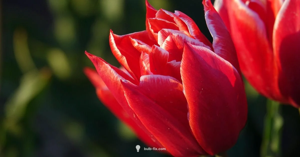 Dutch Bulb Guide Dutch Bulb Guide - Bulb Fix