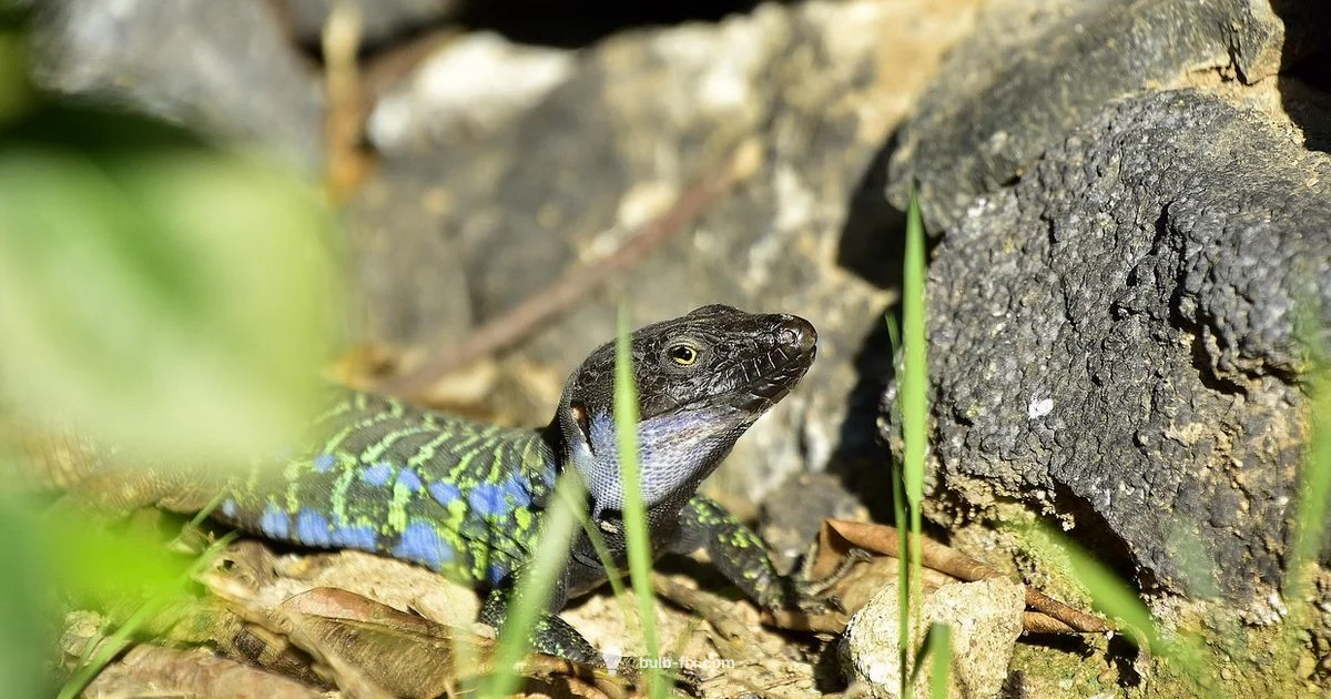 Heat Bulb Guide - Bulb Fix