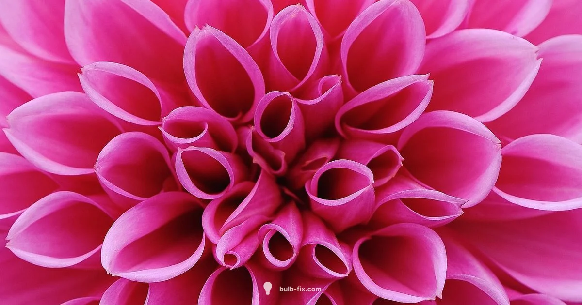 Fall Bulb Guide Fall Bulb Guide - Bulb Fix