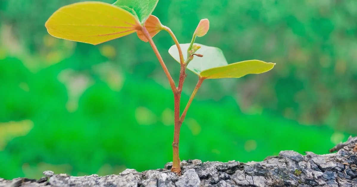 Grow Light Setup - Bulb Fix