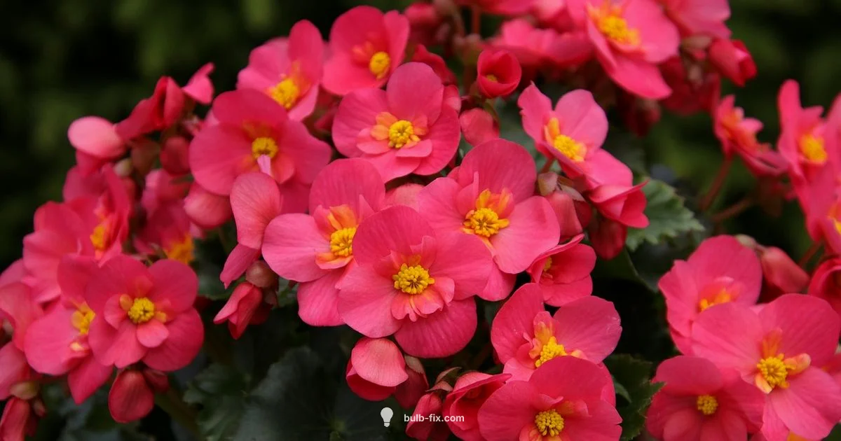 Group Bulbs by Size - Bulb Fix