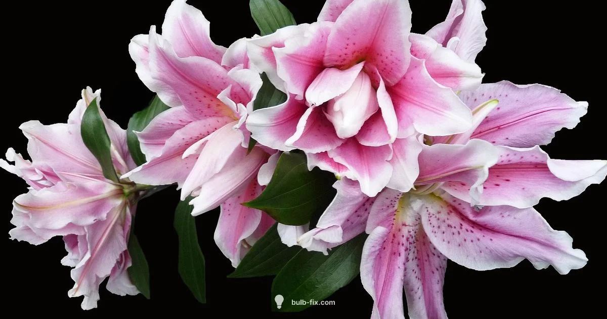 Lily Bulb Uses - Bulb Fix