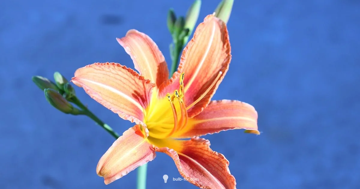 Lilium Bulb Guide Lilium Bulb Guide - Bulb Fix