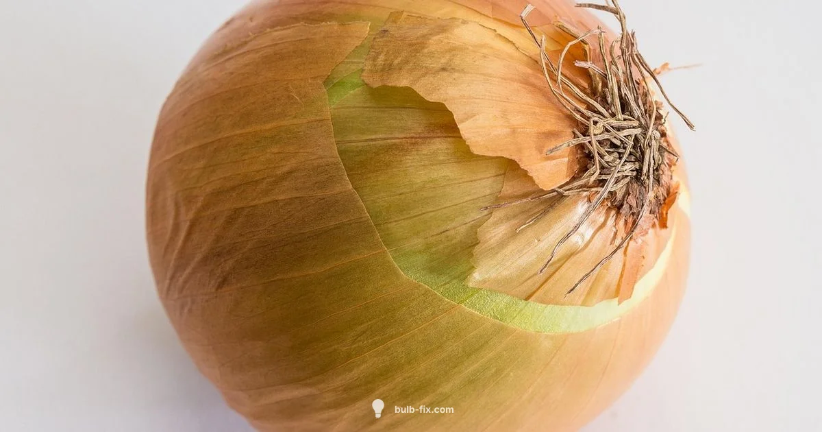 Onion Bulb Guide - Bulb Fix