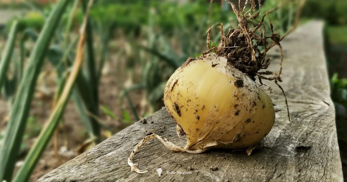 Grow Bulb Onions - Bulb Fix