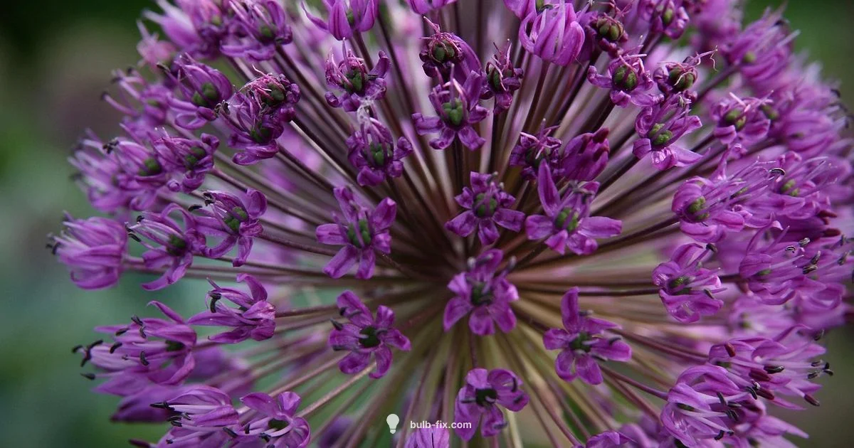 Bulb Plant Removal Bulb Plant Removal - Bulb Fix