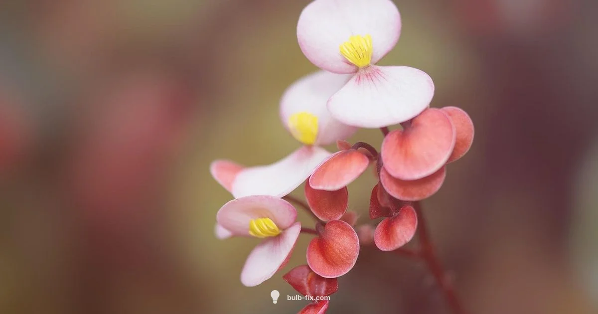 Begonia Bulb Care - Bulb Fix