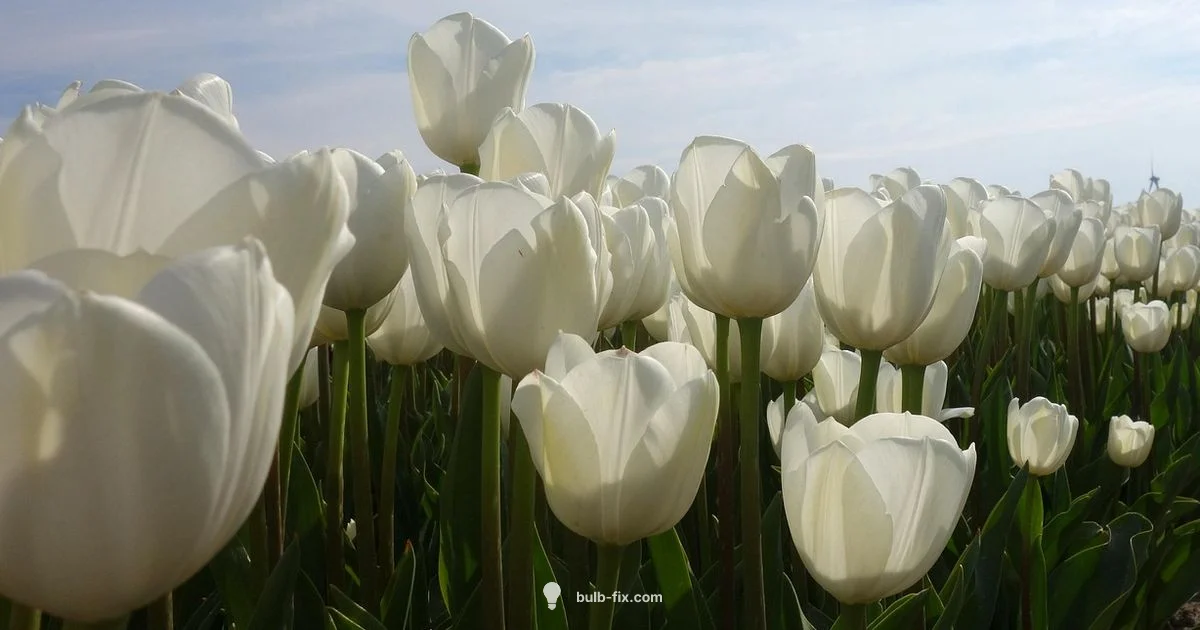 Post Tulips Bulbs - Bulb Fix