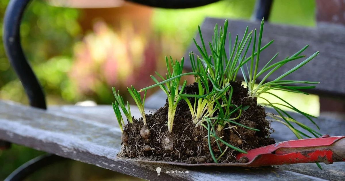 Spring Bulbs Planting - Bulb Fix