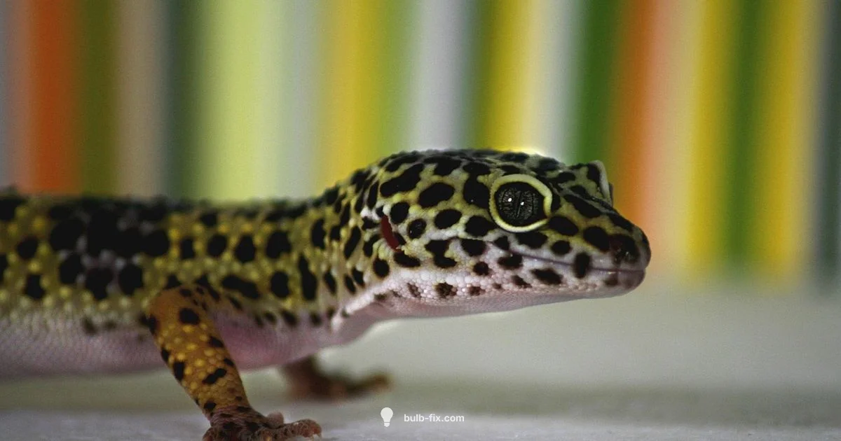 Leopard Gecko Bulbs - Bulb Fix