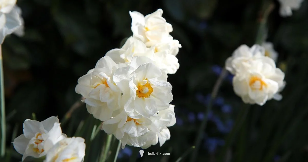 Bulb Flower Guide Bulb Flower Guide - Bulb Fix