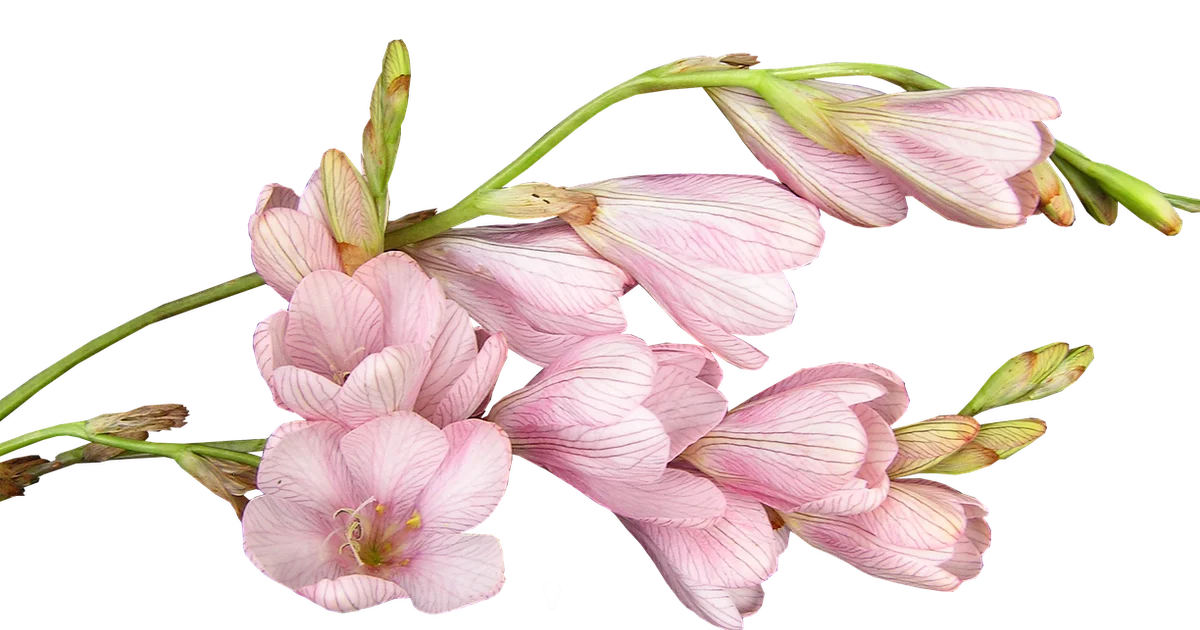 Bulb Anatomy Defined - Bulb Fix