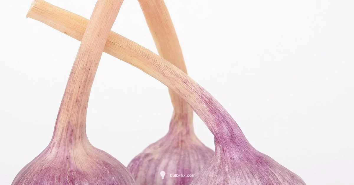 Bulb Shelf-Life Bulb Shelf-Life - Bulb Fix