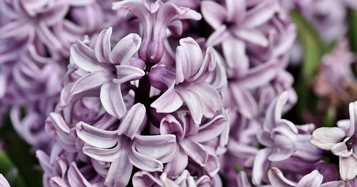 Hyacinth Care Guide - Bulb Fix