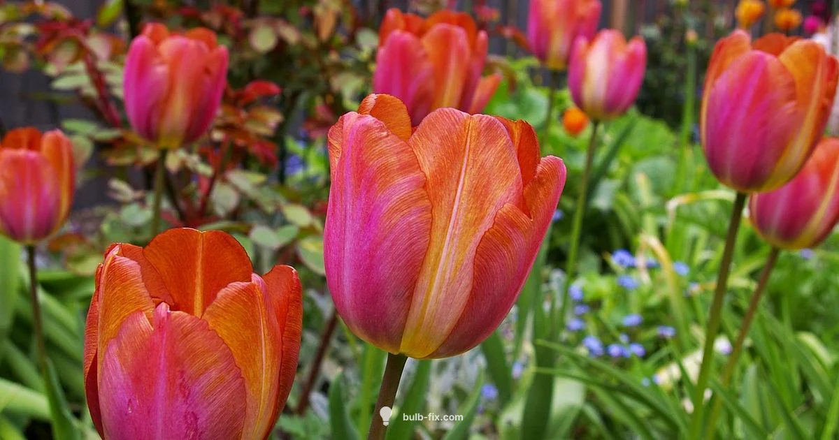 Tulip Bulb Basics - Bulb Fix