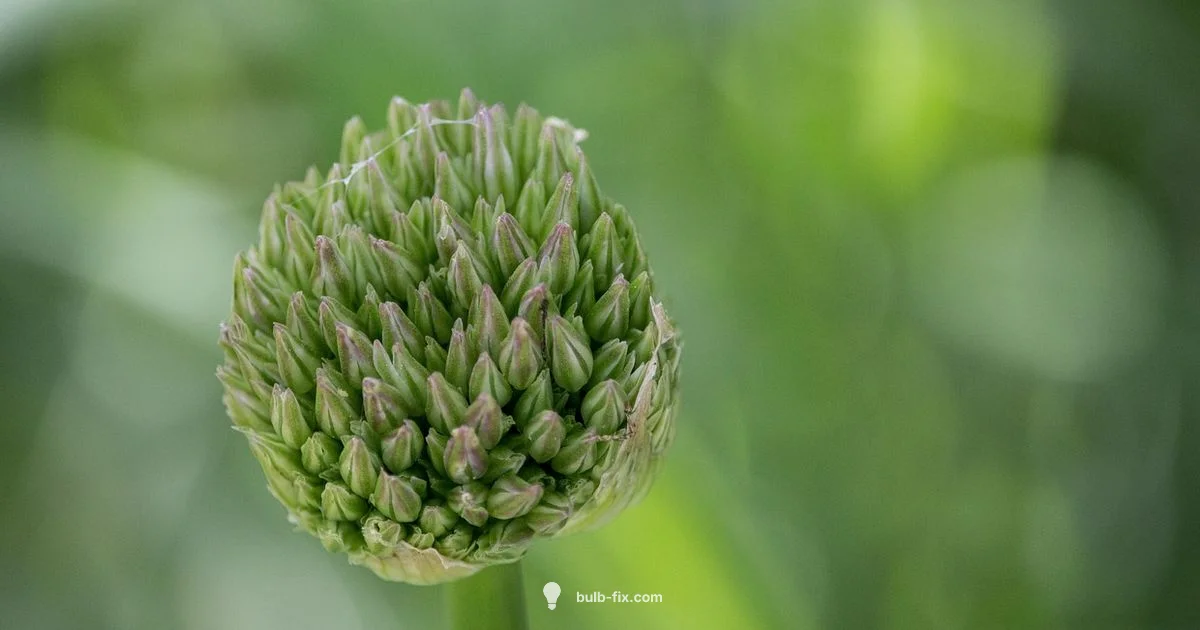 Bulb Planting Guide Bulb Planting Guide - Bulb Fix