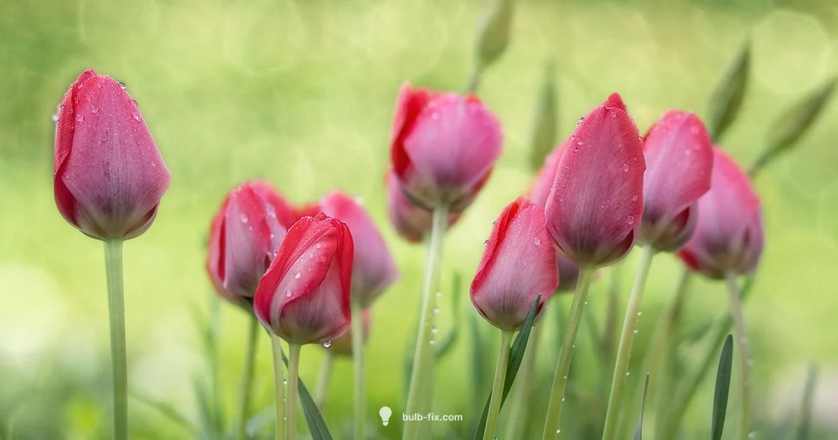 Bulbs Made Easy - Bulb Fix