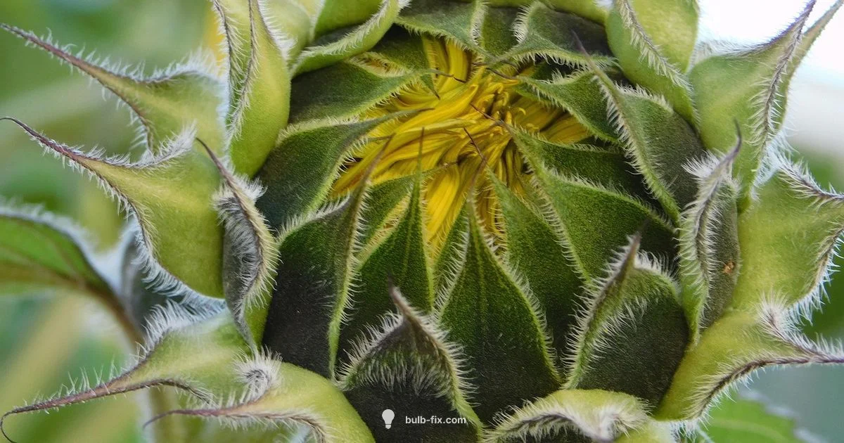 G9 Bulb Look - Bulb Fix