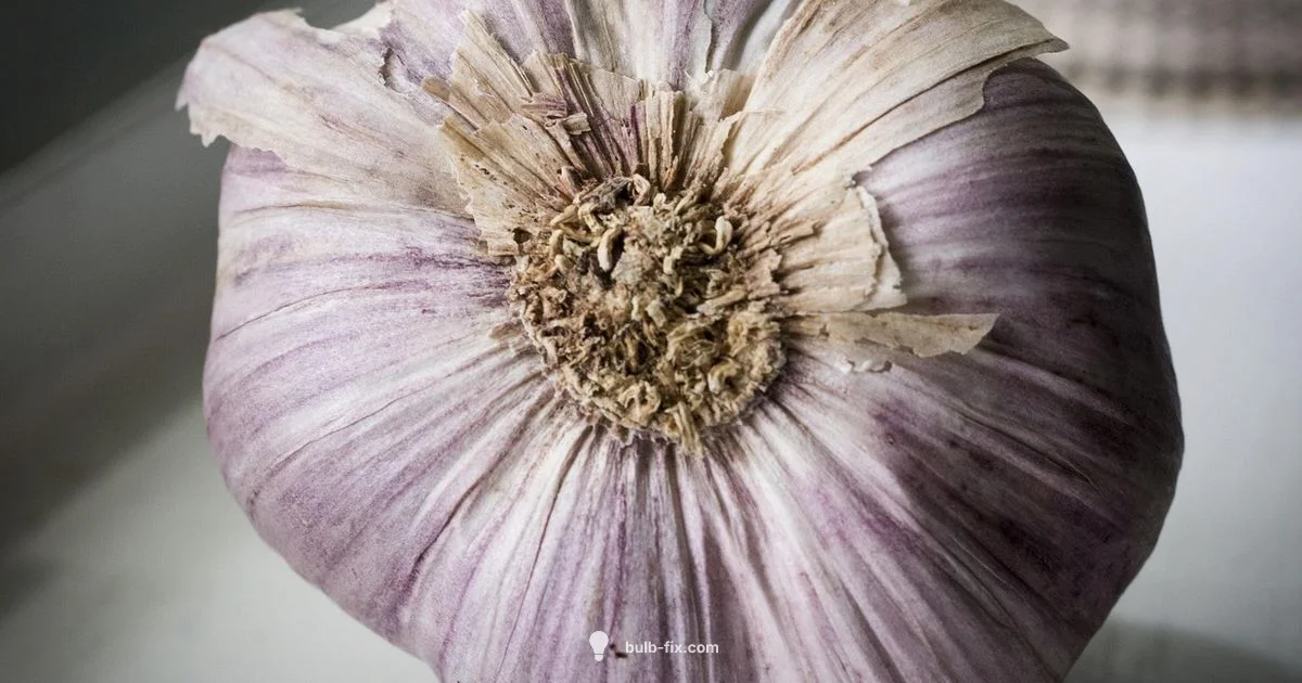 Garlic Storage Guide Garlic Storage Guide - Bulb Fix