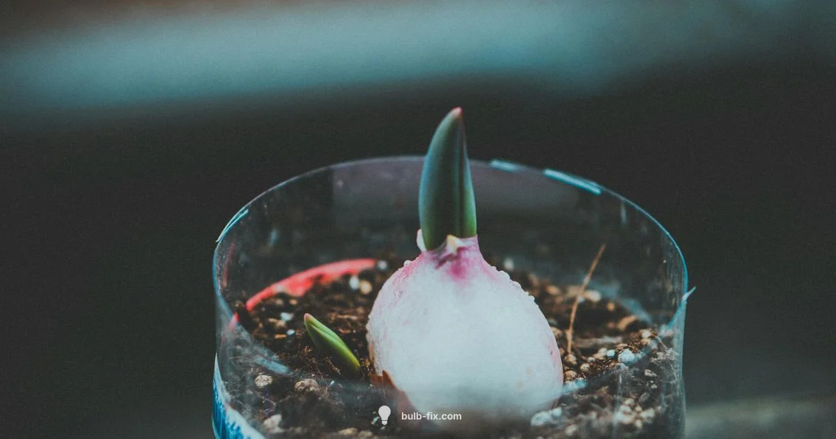 Bulbs and Flowers - Bulb Fix