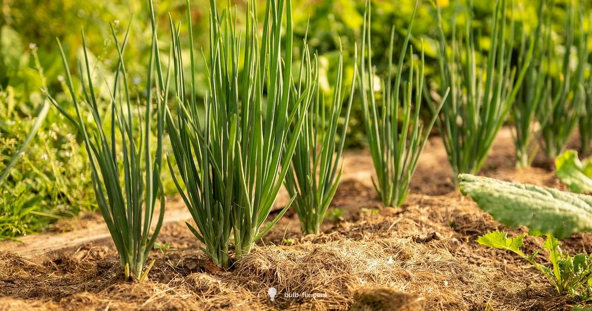 Onion Bulb Planting - Bulb Fix