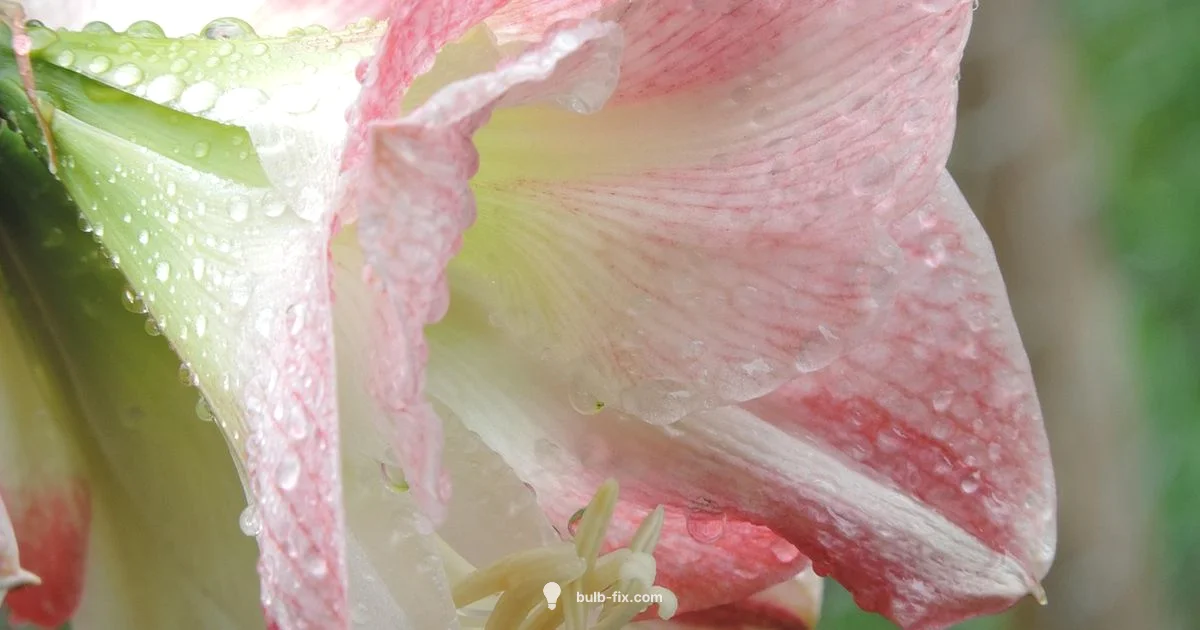 Amaryllis Care Guide - Bulb Fix