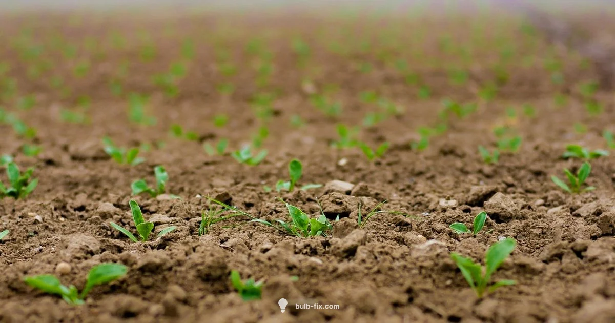 Bulb vs Seed Guide Bulb vs Seed Guide - Bulb Fix