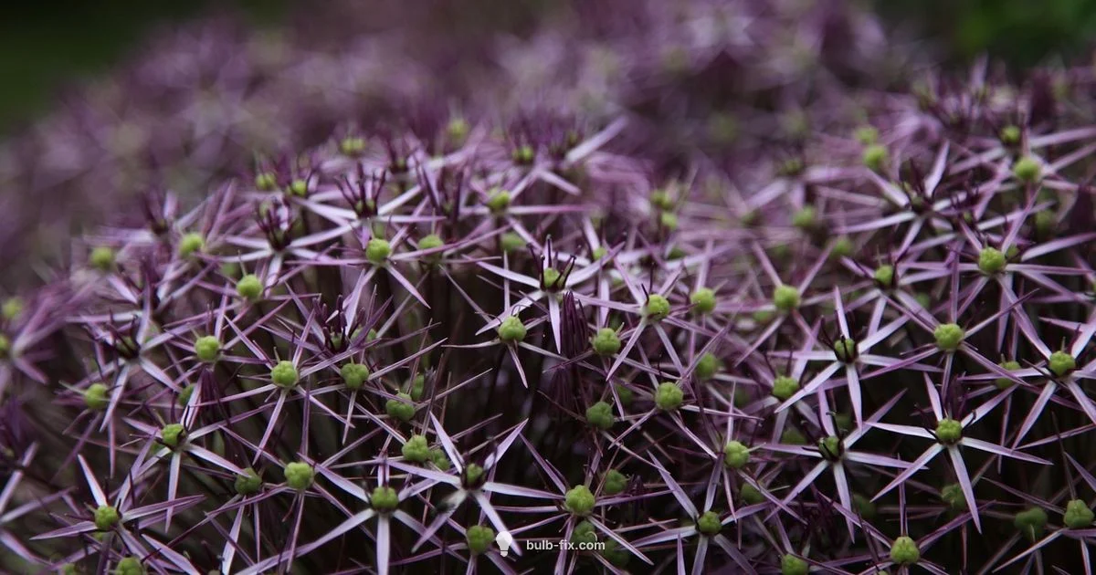 Allium Companion Plan - Bulb Fix