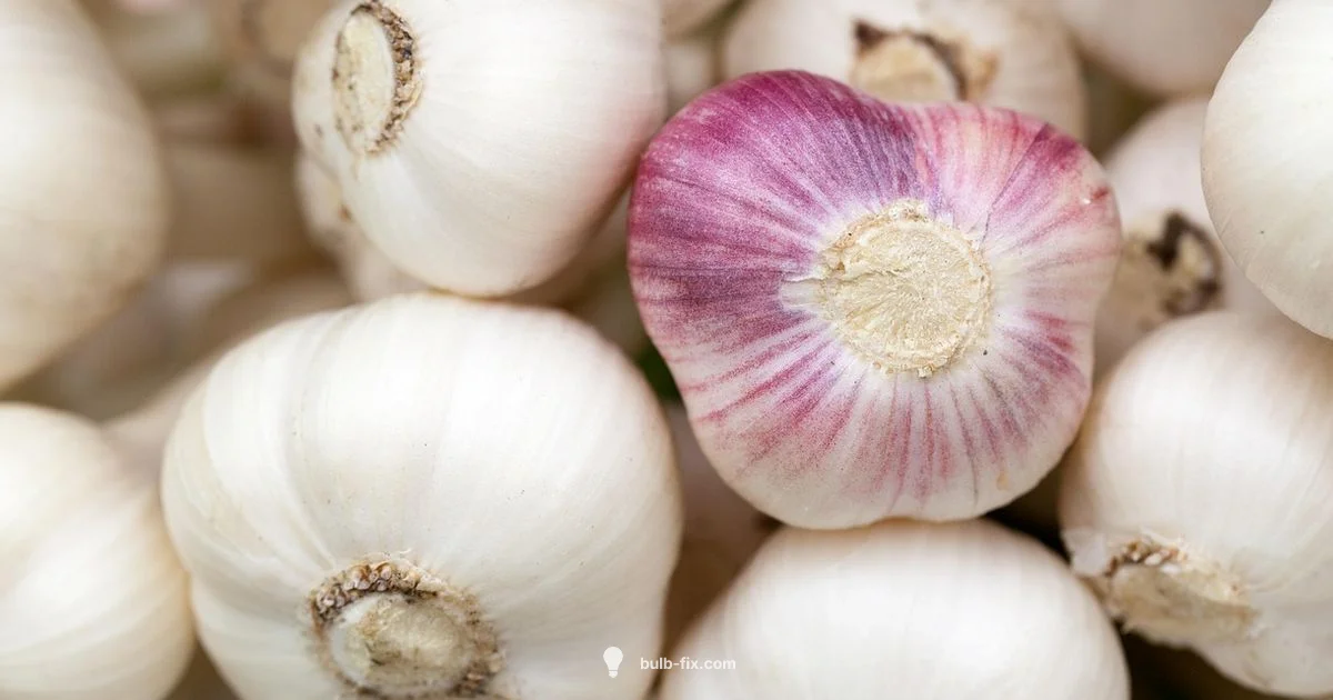 Garlic Shelf Life Garlic Shelf Life - Bulb Fix