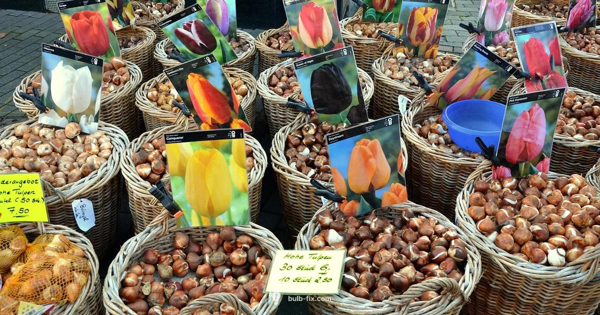 Bulb vs Tubers - Bulb Fix