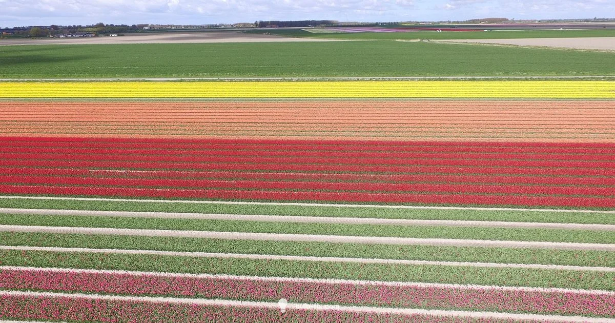 Planting Bulbs Now Planting Bulbs Now - Bulb Fix