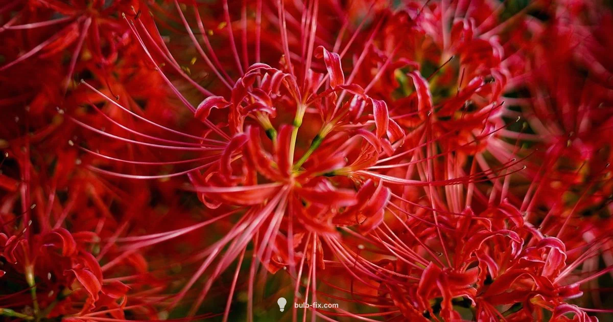 Waxed Amaryllis Care - Bulb Fix