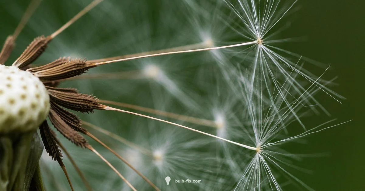 Bulb Seed Guide - Bulb Fix