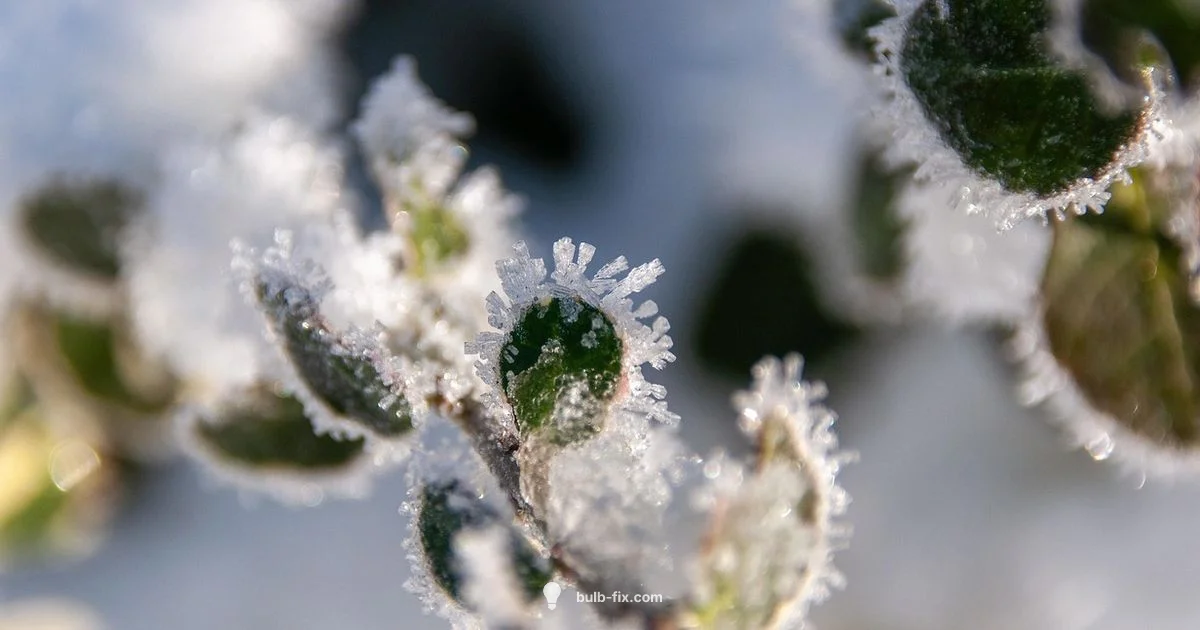 Wintering Potted Bulbs Wintering Potted Bulbs - Bulb Fix