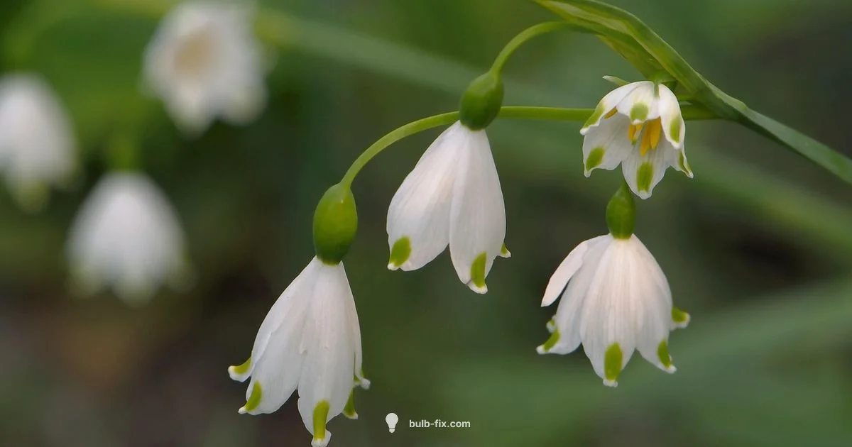 March Bulb Planting - Bulb Fix